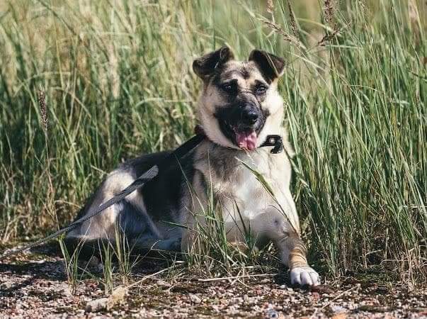 lovely Tripod, Kerry -the dog