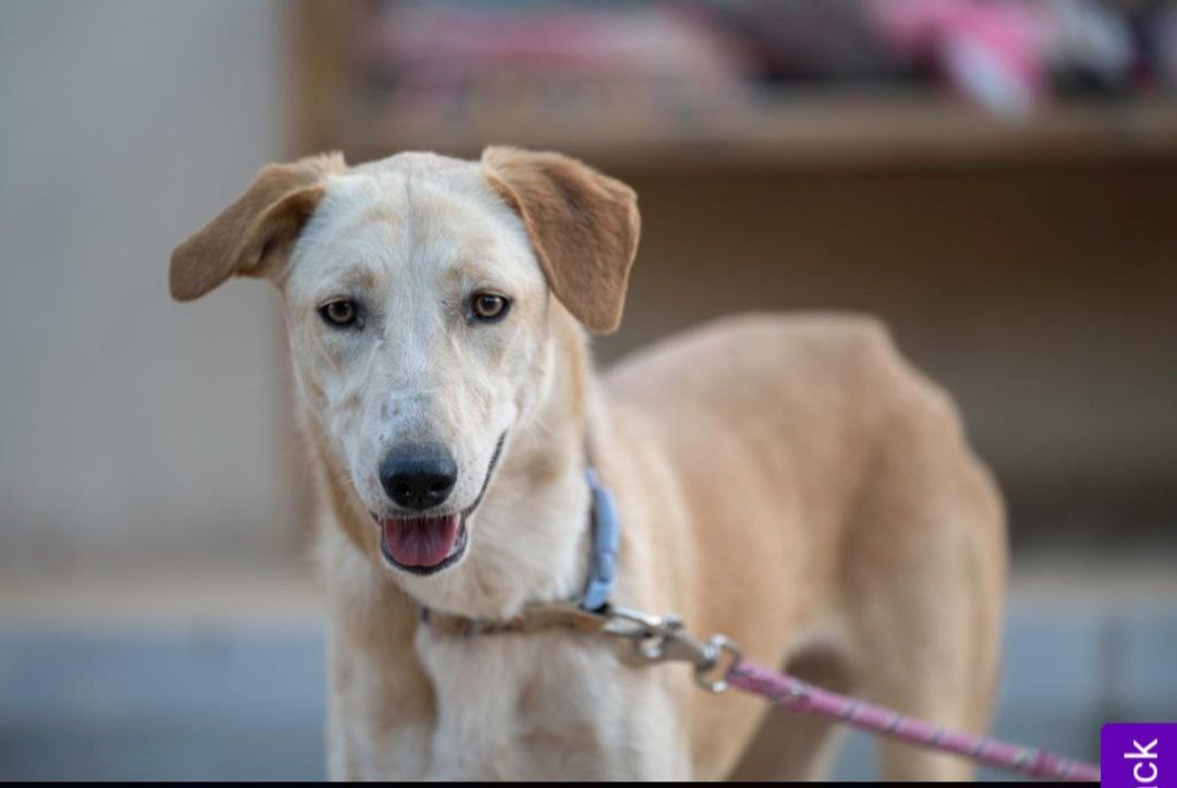 Bee, a beautiful female Saluki Mix looking for her forever family