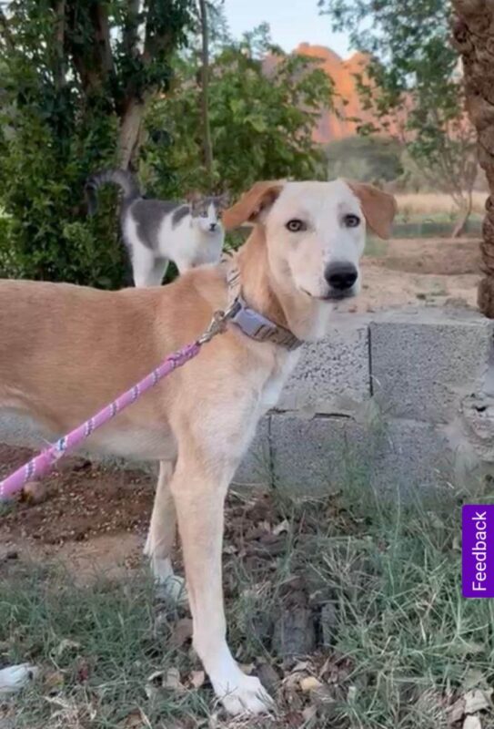 Bee, a beautiful female Saluki Mix looking for her forever family