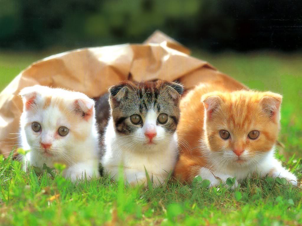 cute cats