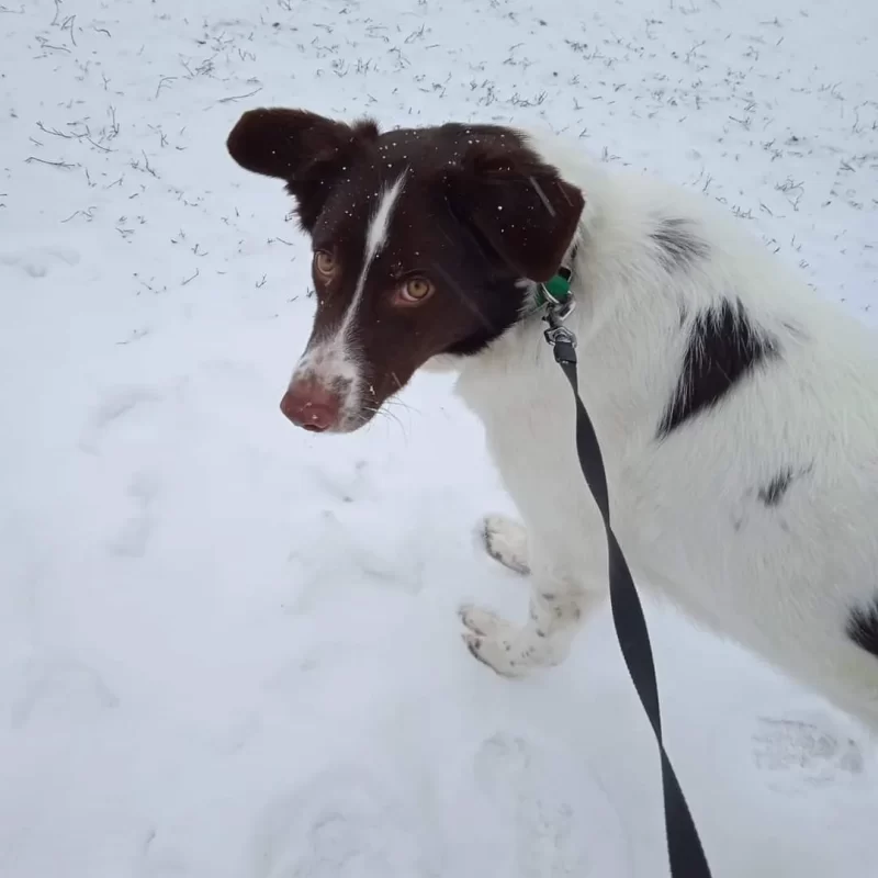 PATTY is ready to meet her forever family!